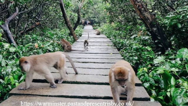 Keajaiban Alam: Menyusuri Keindahan Cagar Alam Pulau Kera